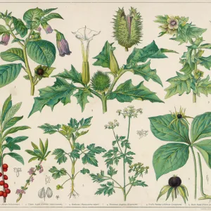 Poisonous Plants