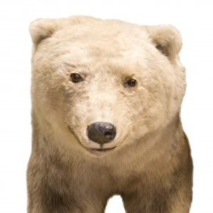 Polar bear- Grizzly bear hybrid