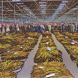 Postcard booklet, selling bright leaf tobacco, USA
