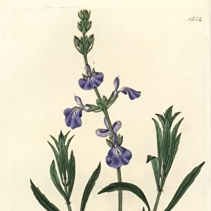 Prairie sage, Salvia azurea