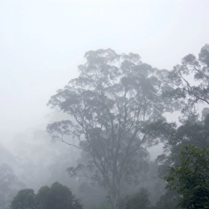 Primary rainforest in the mist at dawn