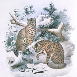 Prionailurus euptilura, Amur leopard cat