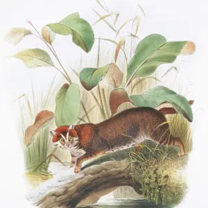 Planiceps