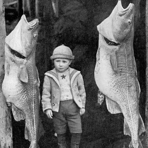 Cod