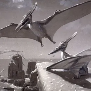 Pteranodon Print Pteranodon Print