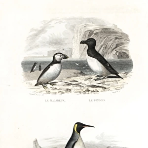 Puffin, razorbill and king penguin