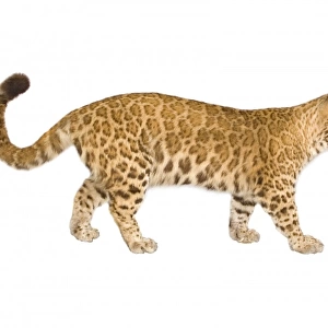 A puma-leopard hybrid