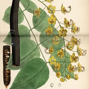 Purging cassia or golden shower tree, Cassia fistula