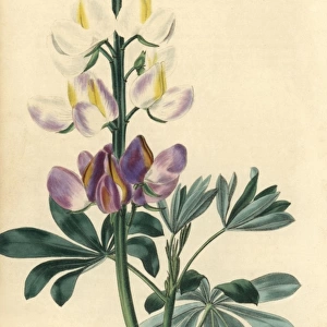 Purple and white flowered lupins, Lupinus mutabilis