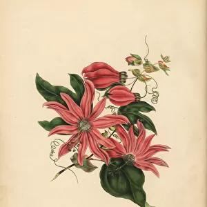 The racemose Passionflower, Religious superstition