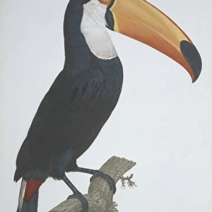 Ramphastos toco, Toco toucan