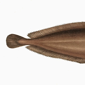 Raniceps raninus, or Tadpole Fish