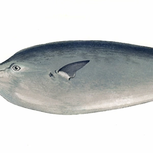 Ranzania laevis, or Slender Sunfish