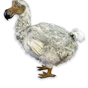 Raphus cucullatus, dodo
