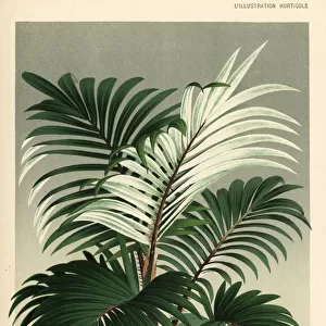 Rattan palm, Calamus discolor