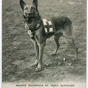 Pastoral Antique Framed Print Collection: Belgian Shepherd Dog Malinois
