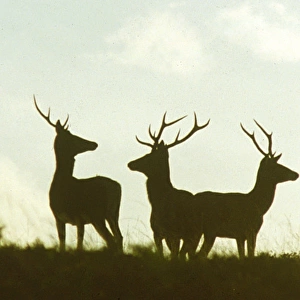 Three red deer in silhouette, Ley Hill, Exmoor, Somerset