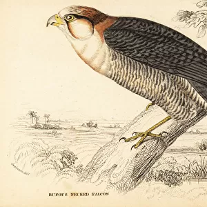 Red-necked falcon, Falco chicquera ruficollis