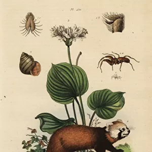 Red panda, northern Christmas lily, river snail and spider