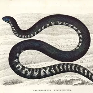 Red-tailed pipe snake, Cylindrophis ruffus