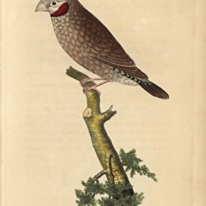 Red-throated grosbeak or cut-throat sparrow