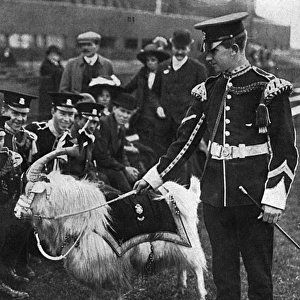 Regimental goat, mascot of the Welsh Regiment, WW1