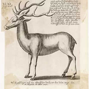 Reindeer 1597