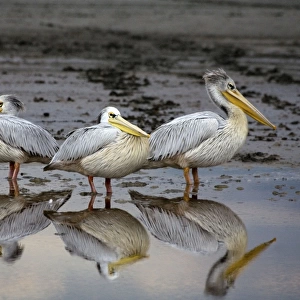 Resting Pelicans - With reflection in water