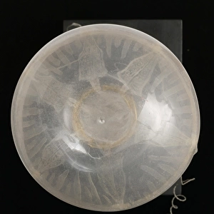 Rhegmatodes thalassina, jellyfish model