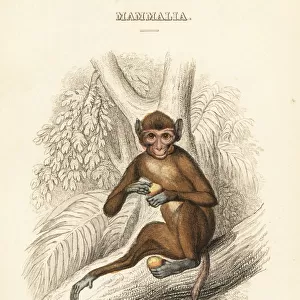 Rhesus macaque, Macaca mulatta
