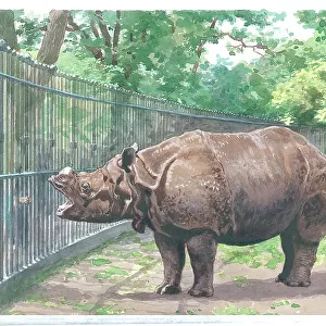 The Rhinoceros at London Zoo