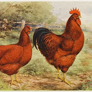 Chickens Greetings Card Collection: Rhode Island Red