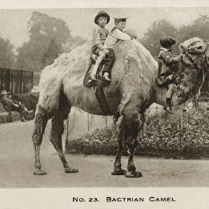 Riding on a Bactrian Camel - London Zoo