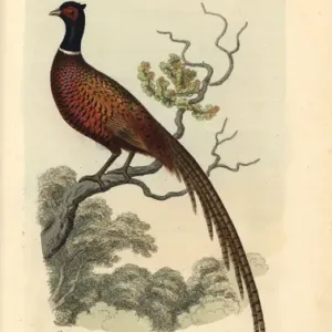 Handcolored Copperplate Print of Ring Pheasant, 1821 Handcolored Copperplate Print of Ring Pheasant, 1821