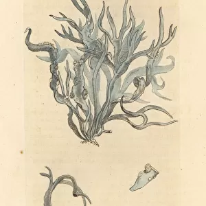 Roccella or flat-leaved lichen, Lichen fuciformis