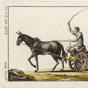 Roman Mule Carriage