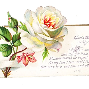 Romantic greetings card with white rose