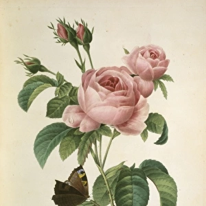 Rosa centifolia, cabbage rose