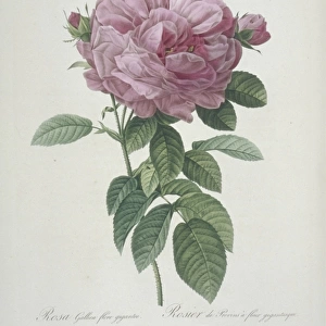 Rosa gallica flore giganted, giant-flowered provins rose