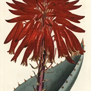Rubble aloe, Aloe perfoliata