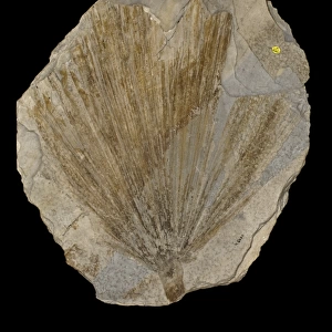 Sabal comanonis, fossil plant