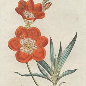 Saffron-coloured ixia, Tritonia crocata