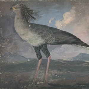Sagittarius serpentarius, secretary bird
