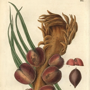 Sago cycas or narrow-leaved cycas, Cycas revoluta
