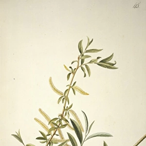 Salix alba L. willow