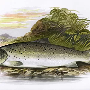 B Canvas Print Collection: Bull Trout