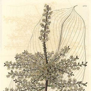 Sandwich Island tee-plant, Cordyline fruticosa
