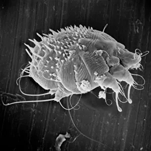 Mites Metal Print Collection: Itch Mite