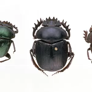 Beetle Collection: Dung Beetles