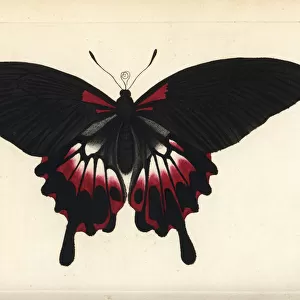 Scarlet mormon butterfly, Papilio deiphobus rumanzovia